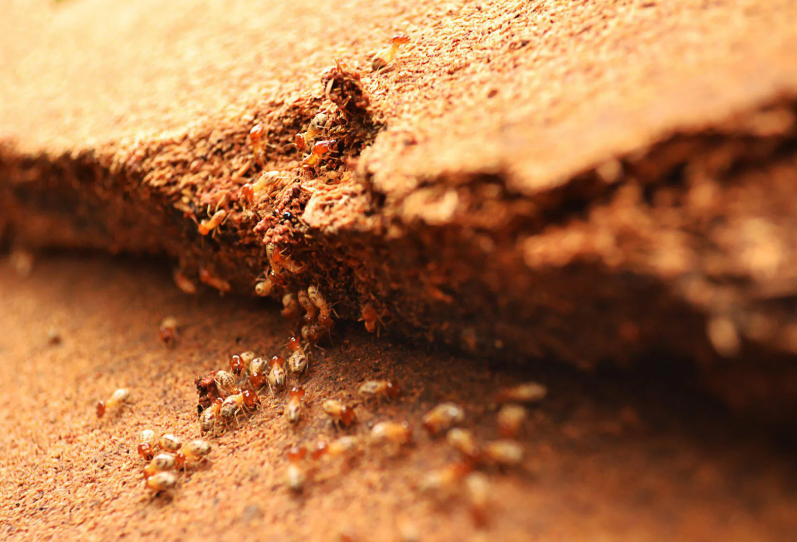 Traitement anti-termites à La Roche-sur-Yon, Challans, Fontenay-le-Comte, Luçon, Les Sables-d'Olonne, Les Herbiers...