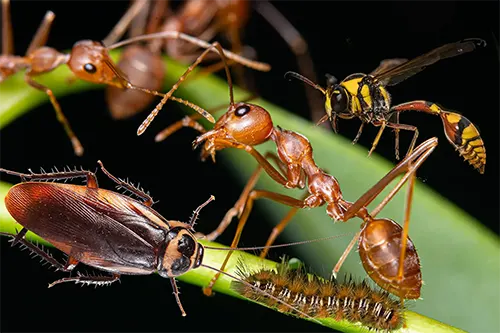 dératisation sur la vendée Sapa